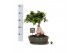 Ficus microcarpa ginseng Ficus micr. Ginseng in keram. ovaal schaal me 