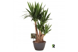 Yucca elephantipes Yucca elephantipes vertakt 1 pp 3 tak/plnt