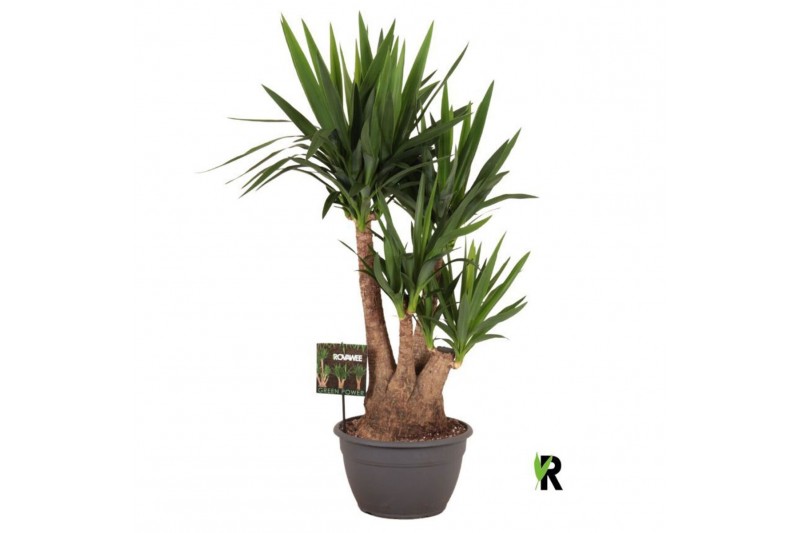 Yucca elephantipes Yucca elephantipes vertakt 1 pp 3 tak/plnt 