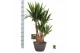 Yucca elephantipes Yucca elephantipes vertakt 1 pp 3 tak/plnt 