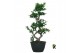 Ficus microcarpa ginseng Ficus micr. 8-type 1 pp 