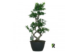 Ficus microcarpa ginseng Ficus micr. 8-type 1 pp