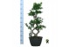 Ficus microcarpa ginseng Ficus micr. 8-type 1 pp 