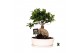 Ficus microcarpa ginseng Ficus micr. Ginseng in keram. ovaal schaal+ s 