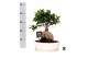 Ficus microcarpa ginseng Ficus micr. Ginseng in keram. ovaal schaal+ s 