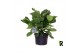 Ficus lyrata Ficus Lyrata ´Clumb´ in hoes 1 pp 