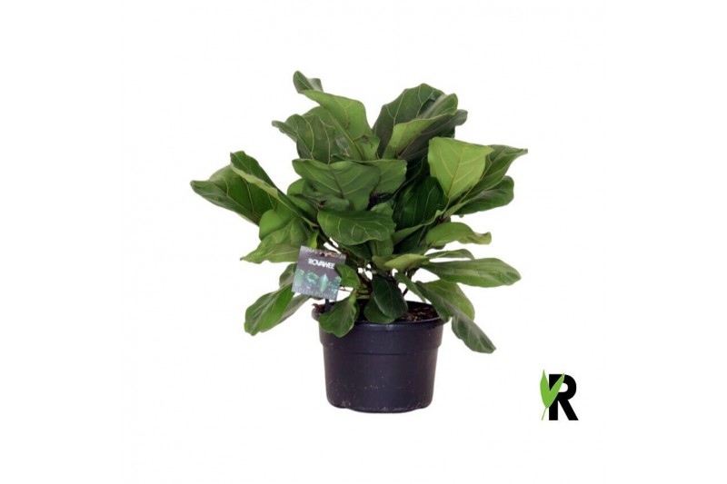 Ficus lyrata Ficus Lyrata ´Clumb´ in hoes 1 pp 