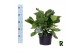 Ficus lyrata Ficus Lyrata ´Clumb´ in hoes 1 pp 