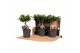 Ficus microcarpa ginseng Ficus micr. Ginseng in kunststof pot in fust  