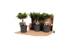 Ficus microcarpa ginseng Ficus micr. Ginseng in kunststof pot in fust 
