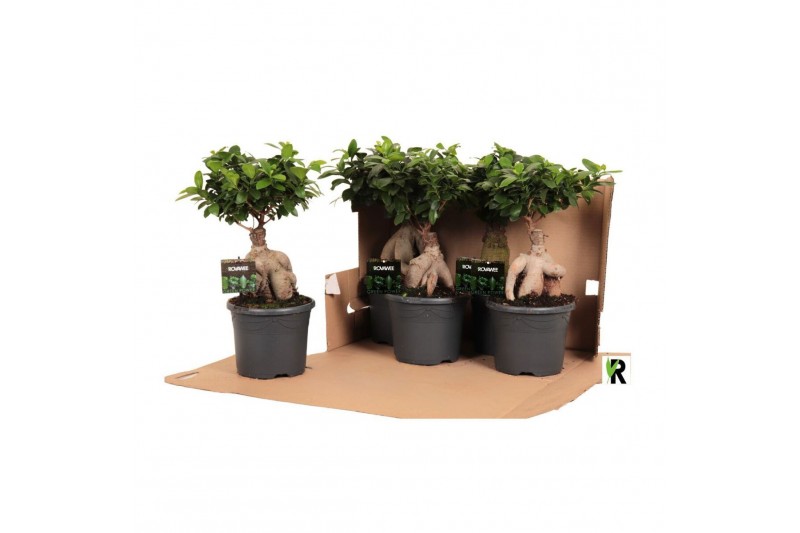 Ficus microcarpa ginseng Ficus micr. Ginseng in kunststof pot in fust  
