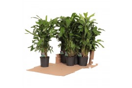 Caryota mitis Caryota mitis in fust 352 1 pp