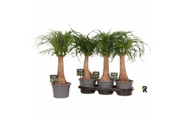 Beaucarnea recurvata Beaucarnea rec. rechte stam in fust 7319 1 tak/pl