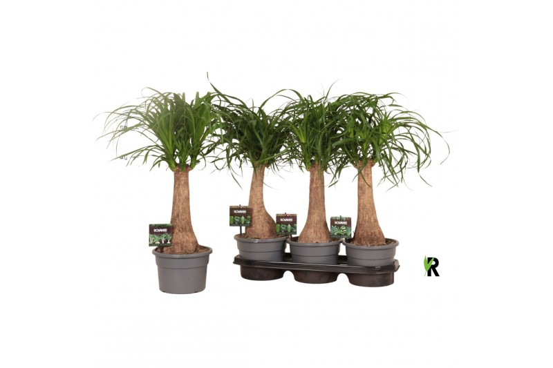 Beaucarnea recurvata Beaucarnea rec. rechte stam in fust 7319 1 tak/pl 