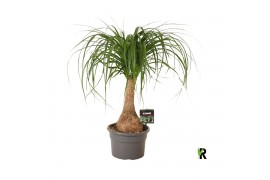 Beaucarnea recurvata Beaucarnea rec. rechte stam 1 tak/plnt 1 pp