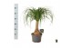Beaucarnea recurvata Beaucarnea rec. rechte stam 1 tak/plnt 1 pp 