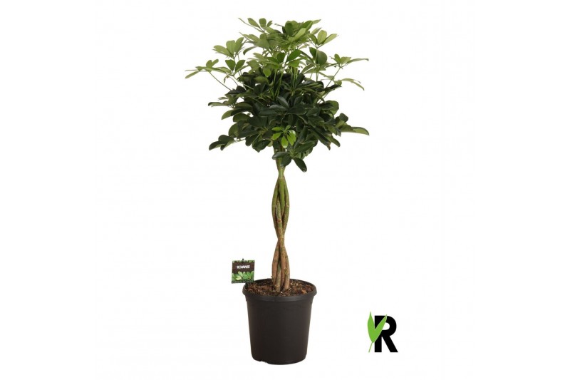 Schefflera arboricola compacta Schefflera arb. Compacta gevlochten sta 
