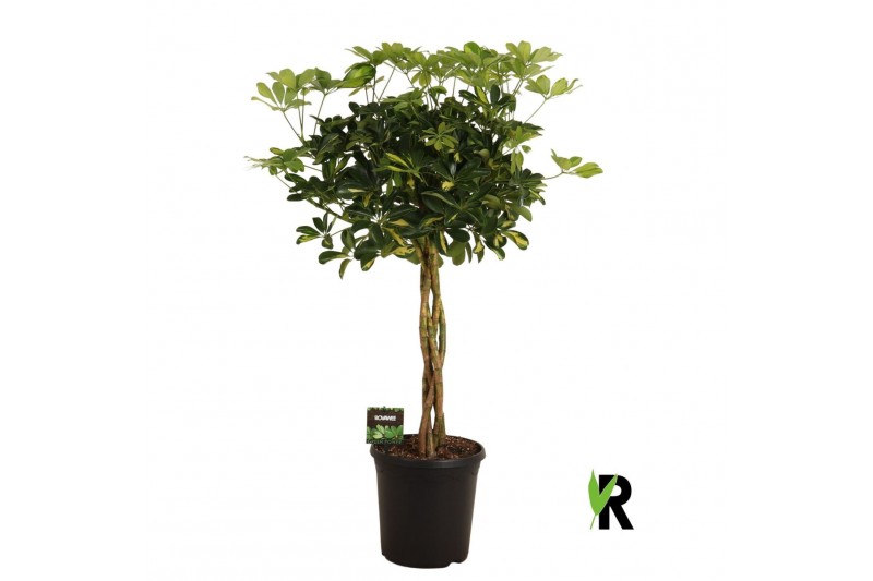 Schefflera arboricola gold capella Schefflera arb. Gold Capella gevloc 