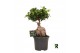 Ficus microcarpa ginseng Ficus micr. Ginseng in kunststof pot 1 pp 