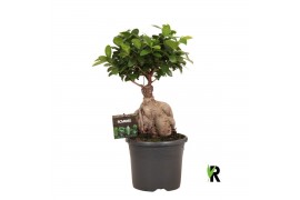 Ficus microcarpa ginseng Ficus micr. Ginseng in kunststof pot 1 pp