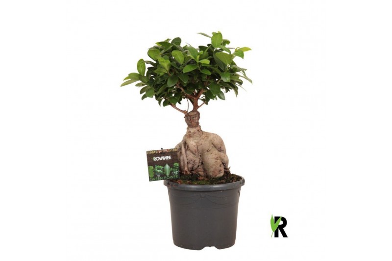 Ficus microcarpa ginseng Ficus micr. Ginseng in kunststof pot 1 pp 