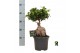 Ficus microcarpa ginseng Ficus micr. Ginseng in kunststof pot 1 pp 