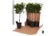 Ficus microcarpa moclame Ficus micr. Moclame bol op stam in fust 352 1 
