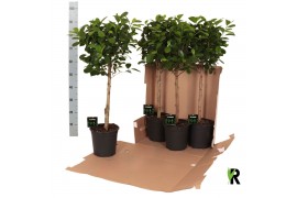 Ficus microcarpa moclame Ficus micr. Moclame bol op stam in fust 352 1