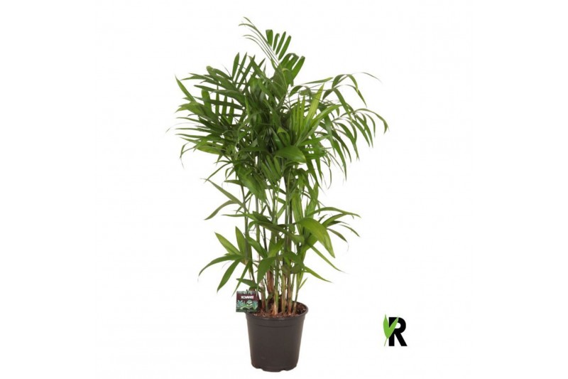 Chameadorea seifrizii Chamaedorea Seifrizii 1 pp 