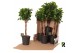Ficus microcarpa moclame Ficus micr. Moclame gevlochten stam in fust 3 