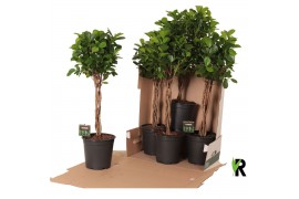 Ficus microcarpa moclame Ficus micr. Moclame gevlochten stam in fust 3