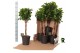 Ficus microcarpa moclame Ficus micr. Moclame gevlochten stam in fust 3 