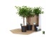 Ficus microcarpa moclame Ficus micr. Moclame gevlochten stam in fust 3 