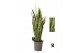Sansevieria trifasciata laurentii Sansevieria Laurentii 1 pp 10 blad 