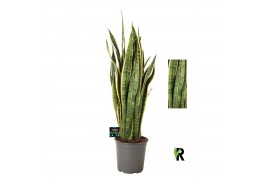 Sansevieria trifasciata laurentii Sansevieria Laurentii 1 pp 10 blad