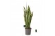 Sansevieria trifasciata laurentii Sansevieria Laurentii 1 pp 10 blad 