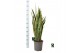 Sansevieria trifasciata laurentii Sansevieria Laurentii 1 pp 10 blad 