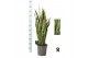 Sansevieria trifasciata laurentii Sansevieria Laurentii 1 pp 10 blad 