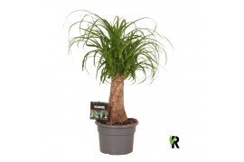 Beaucarnea recurvata Beaucarnea rec. rechte stam 1 tak/plnt 1 pp