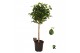 Ficus microcarpa moclame Ficus micr. Moclame bol op stam 1 pp 