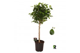 Ficus microcarpa moclame Ficus micr. Moclame bol op stam 1 pp