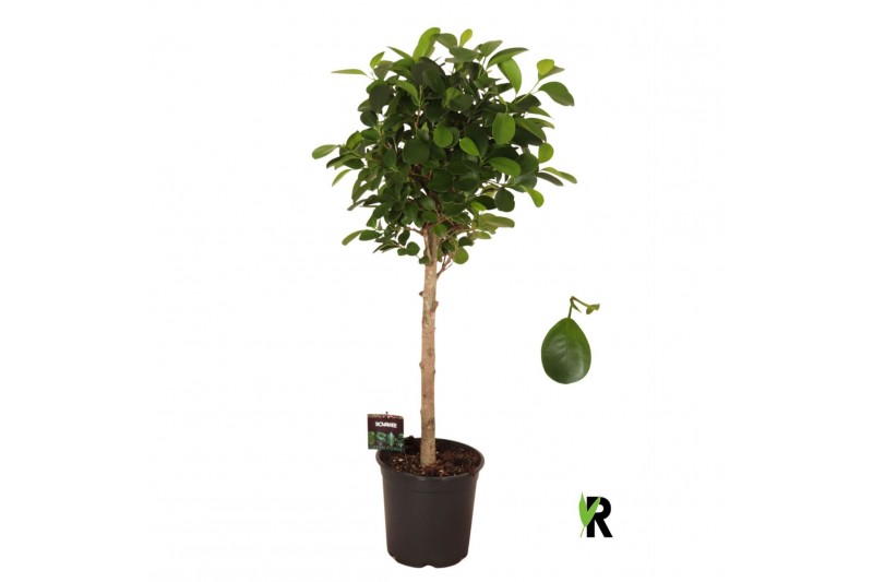 Ficus microcarpa moclame Ficus micr. Moclame bol op stam 1 pp 