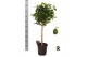 Ficus microcarpa moclame Ficus micr. Moclame bol op stam 1 pp 