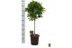 Ficus microcarpa moclame Ficus micr. Moclame bol op stam 1 pp 