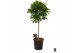 Ficus microcarpa moclame Ficus micr. Moclame bol op stam 1 pp 