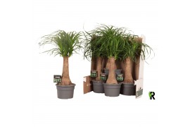 Beaucarnea recurvata Beaucarnea rec. rechte stam in fust 352 1 tak/pln
