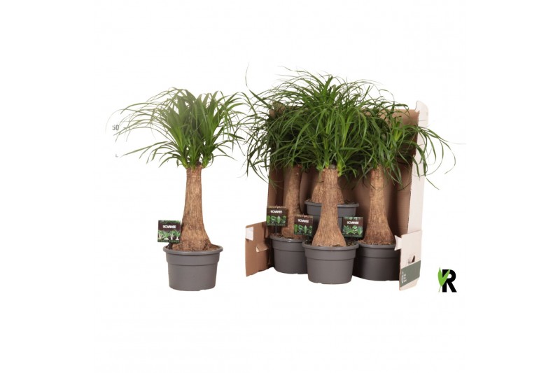 Beaucarnea recurvata Beaucarnea rec. rechte stam in fust 352 1 tak/pln 