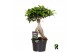 Ficus microcarpa ginseng Ficus micr. Ginseng in kunststof pot 1 pp 