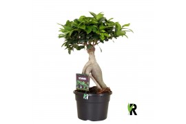 Ficus microcarpa ginseng Ficus micr. Ginseng in kunststof pot 1 pp