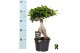 Ficus microcarpa ginseng Ficus micr. Ginseng in kunststof pot 1 pp 